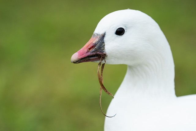 Ross's Goose