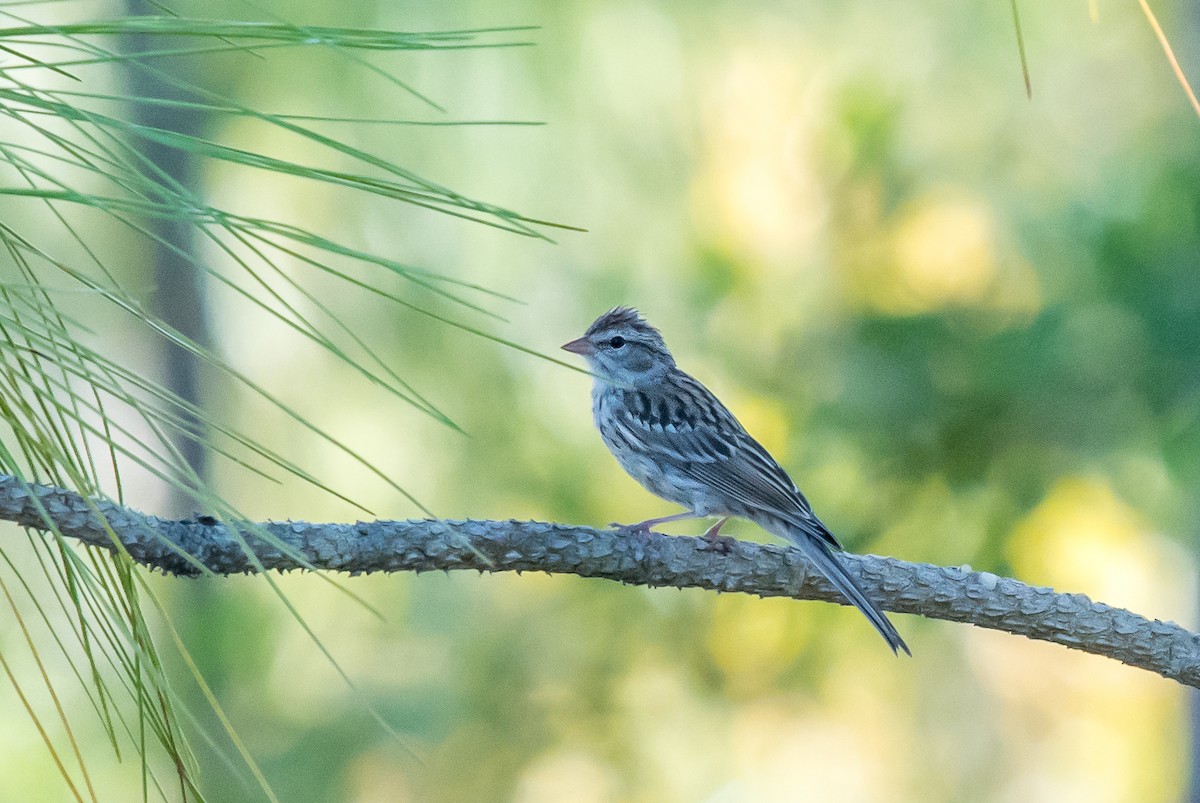 Chipping Sparrow - Melissa James