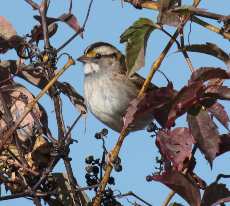 White-throated Sparrow - Paul Jacyk 🦉