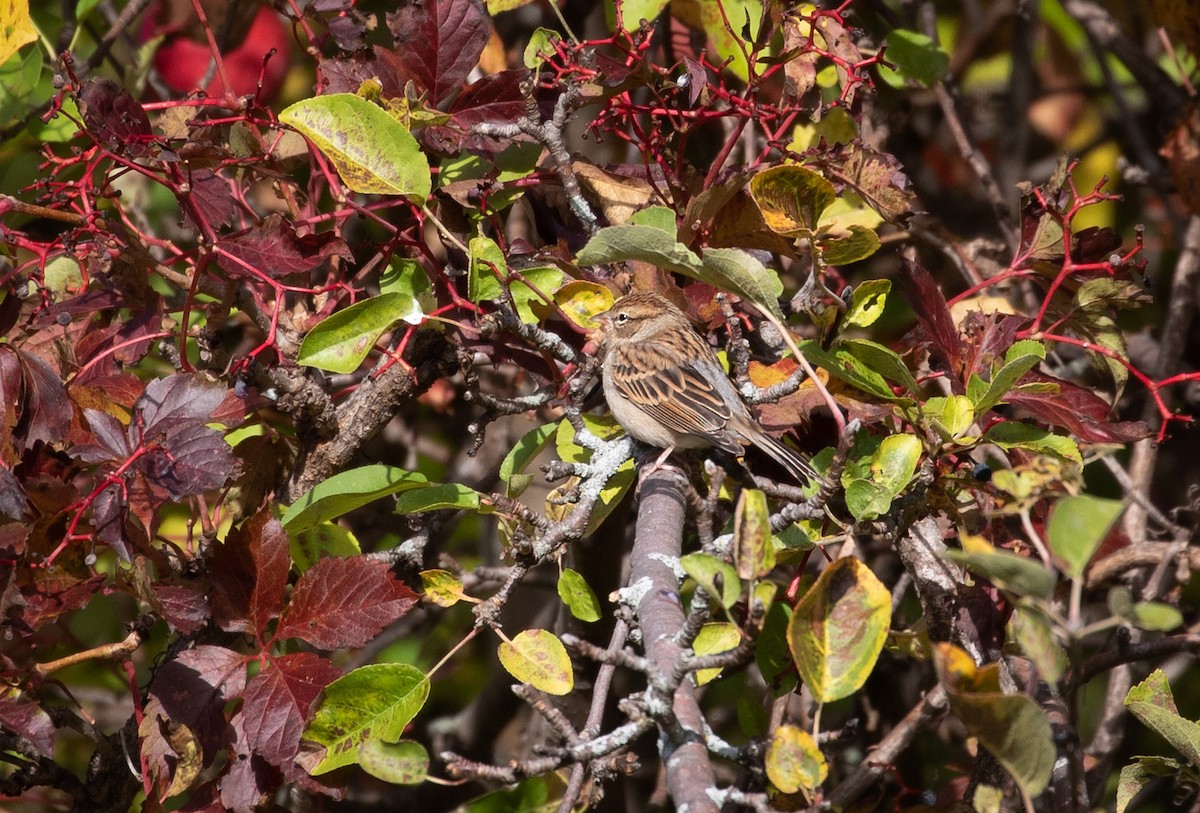 Chipping Sparrow - ML118835161
