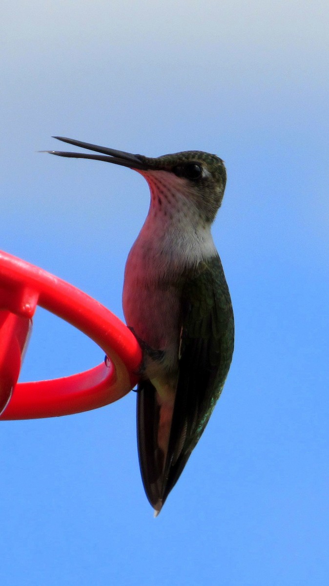 Ruby-throated Hummingbird - Jim Brady