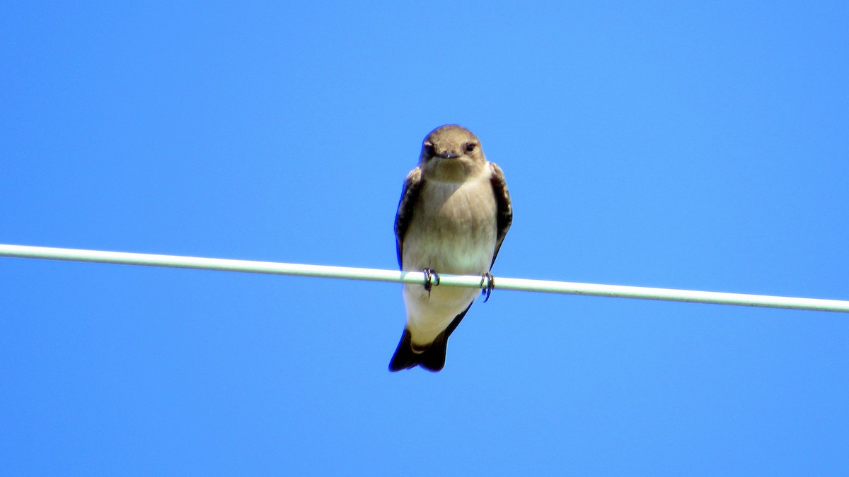 Northern Rough-winged Swallow - Jim Brady