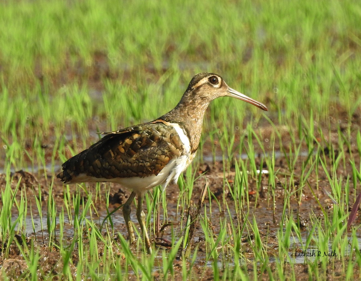 Greater Painted-Snipe - Lathish  R Nath