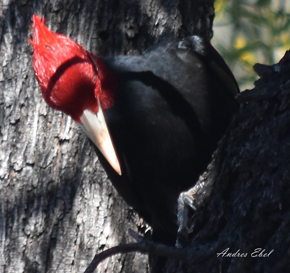 Cream-backed Woodpecker - ML118839791