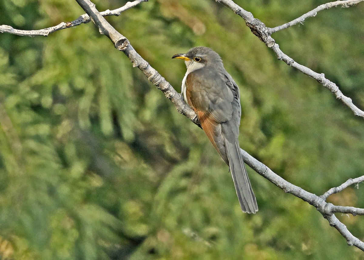 Yellow-billed Cuckoo - Sparrow Claw