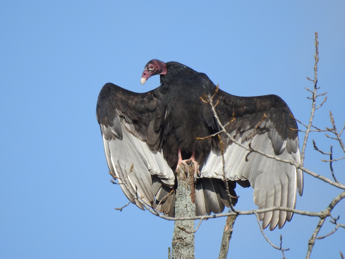 Turkey Vulture - ML118848401