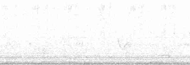 Шалфейная овсянка (belli) - ML118850