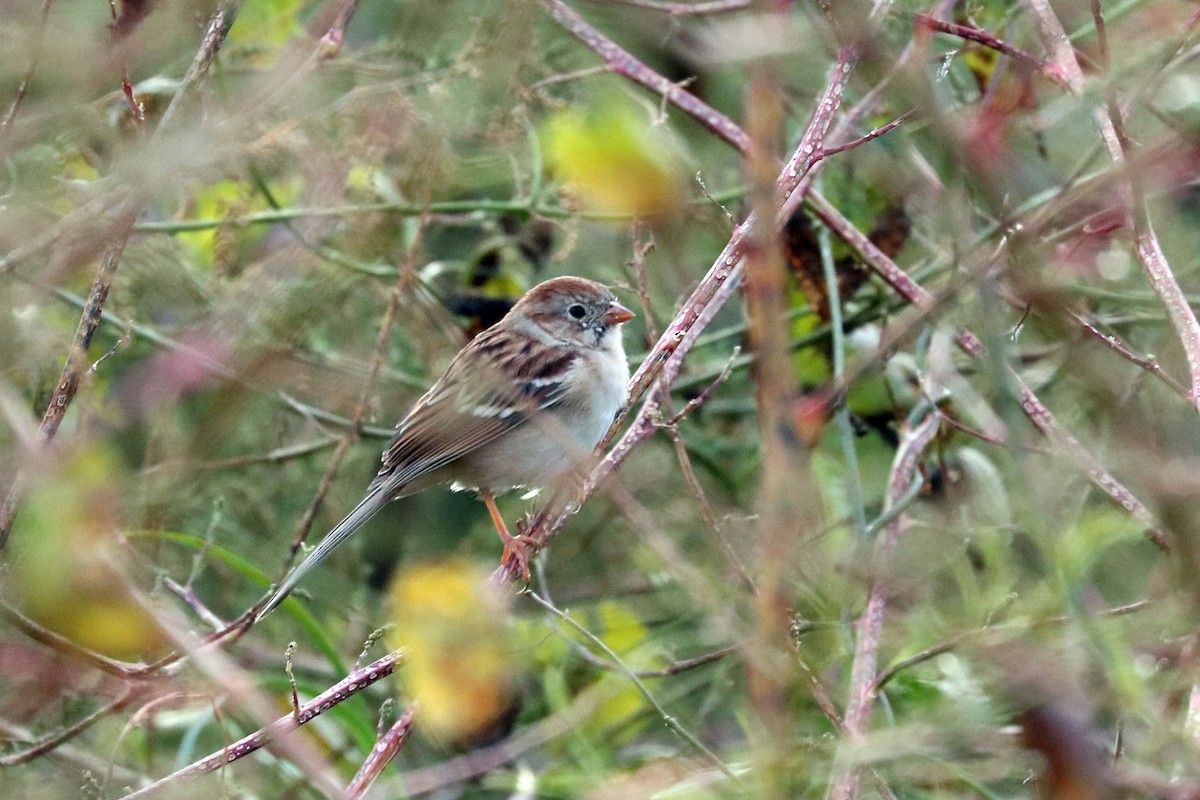Field Sparrow - Colin Sumrall