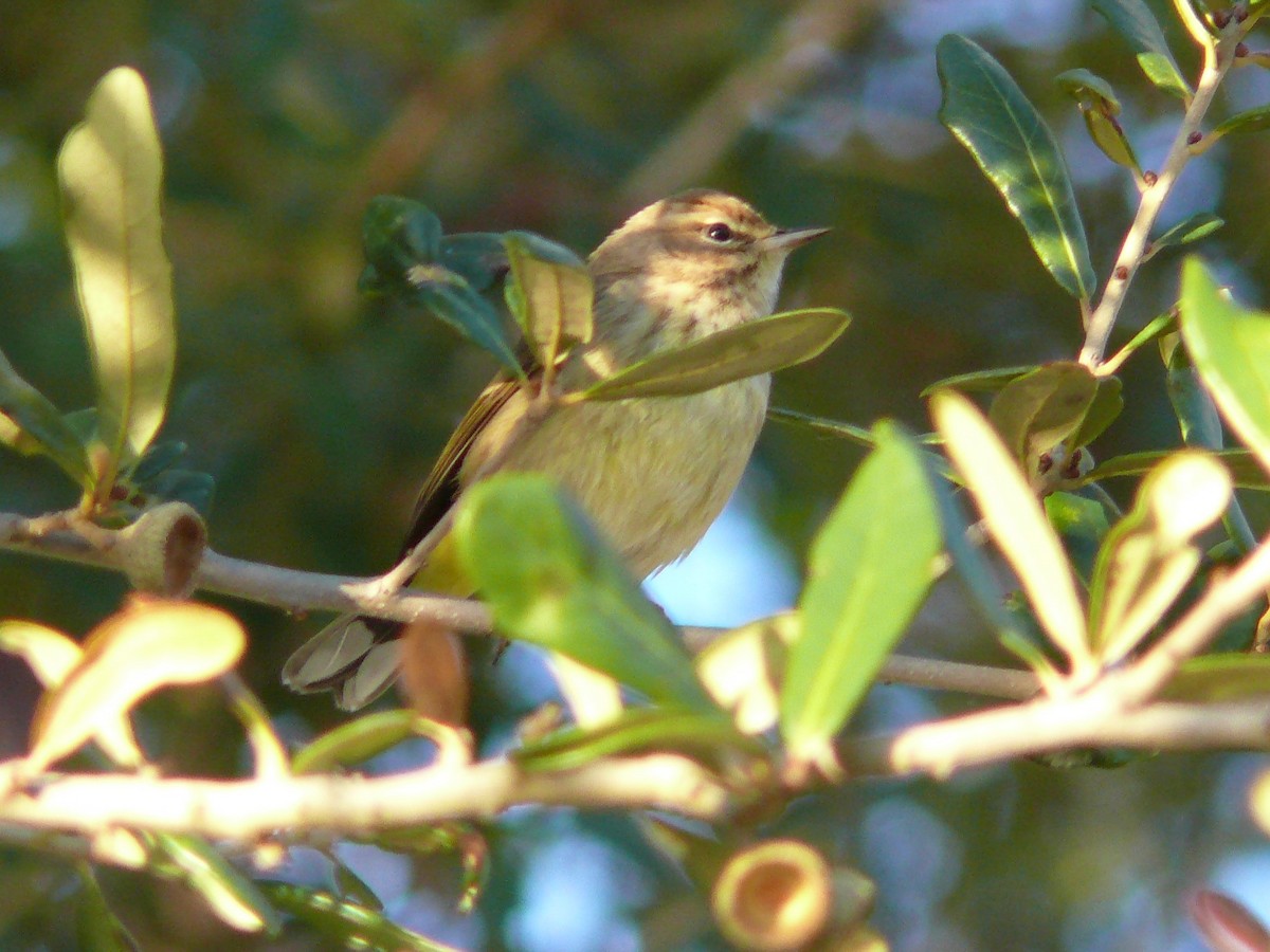 Palm Warbler - Mike Grant