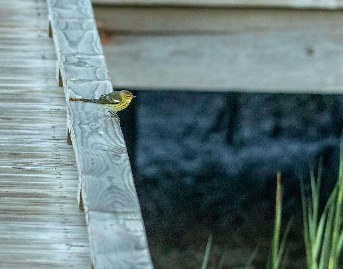 Cape May Warbler - ML118854841