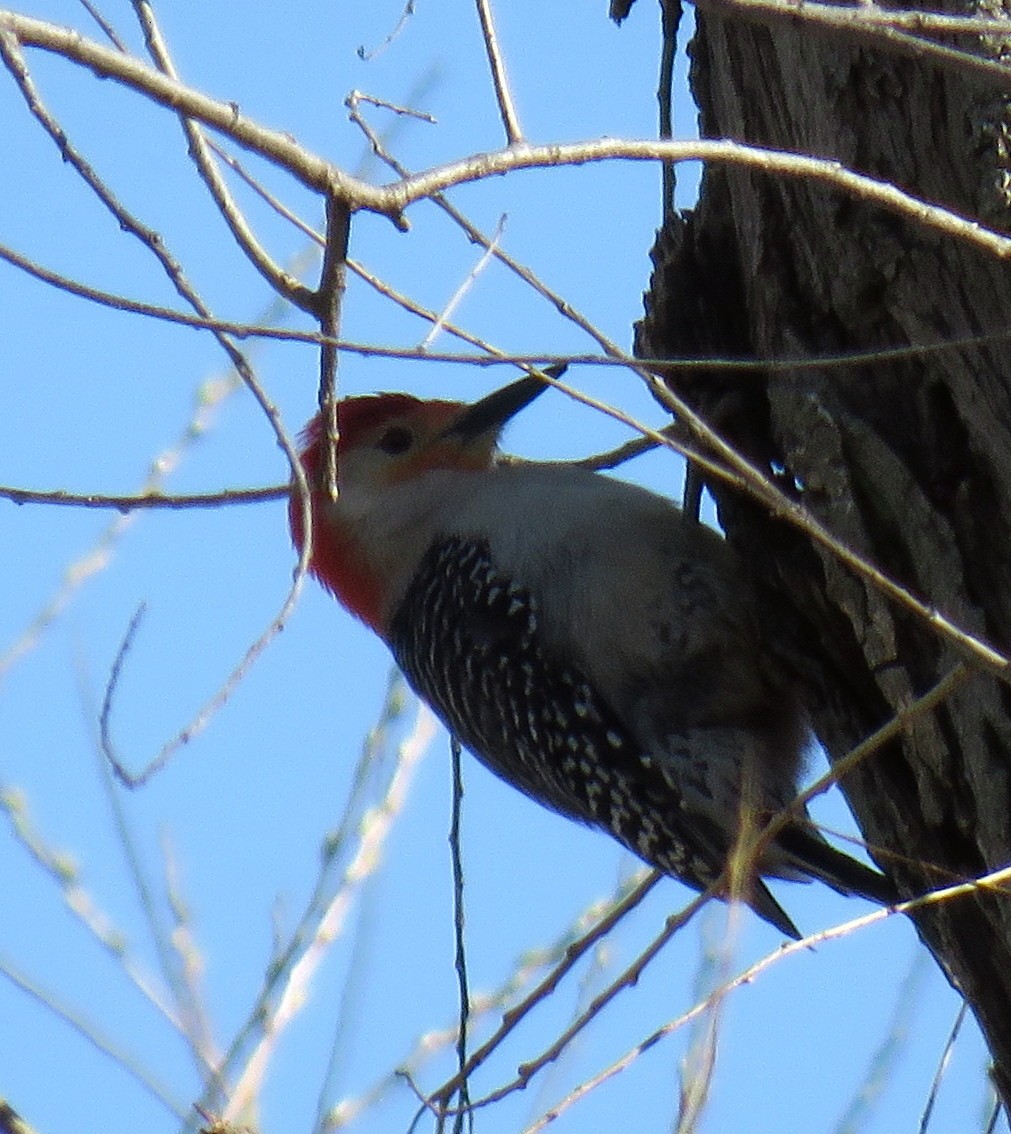 Red-bellied Woodpecker - Catherine Hagen