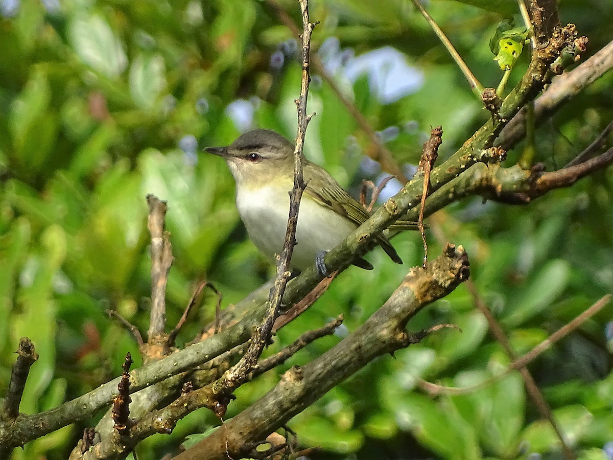 Red-eyed Vireo - Alfonso Auerbach