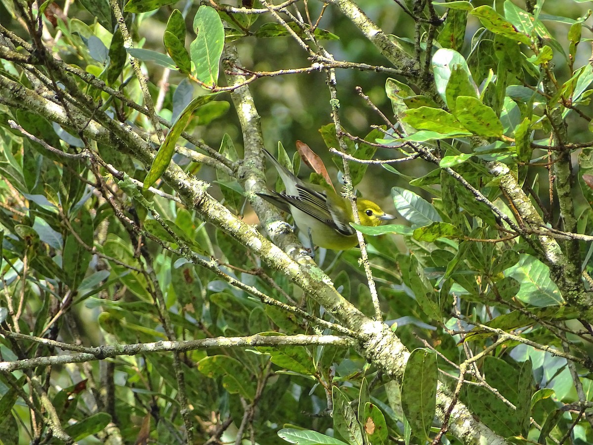 Yellow-throated Vireo - Alfonso Auerbach