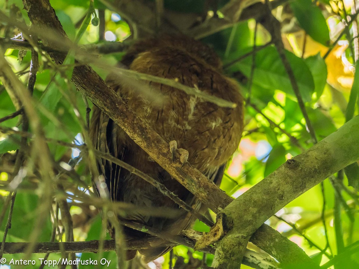 Madagascar Scops-Owl (Rainforest) - Antero Topp
