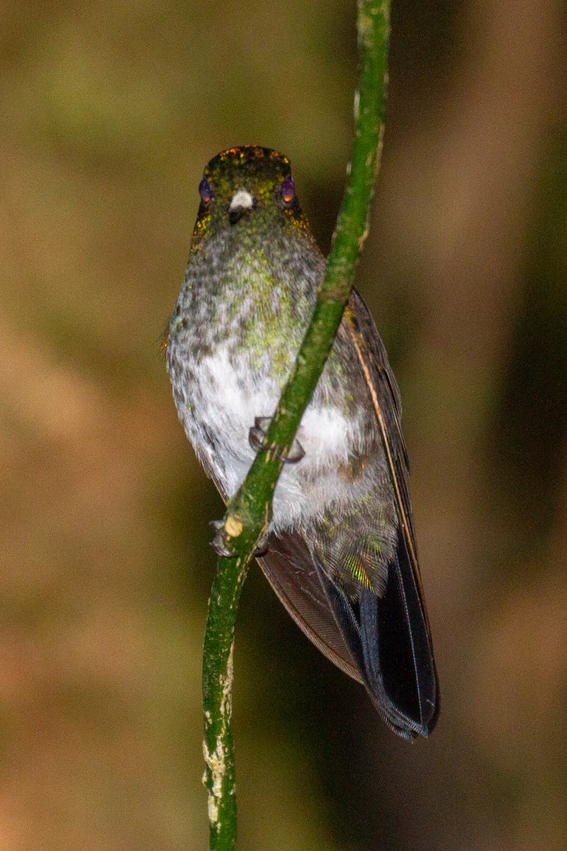 Many-spotted Hummingbird - Will Chatfield-Taylor