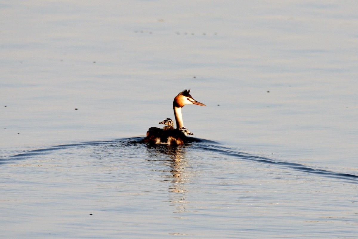 Great Crested Grebe - ML118864451