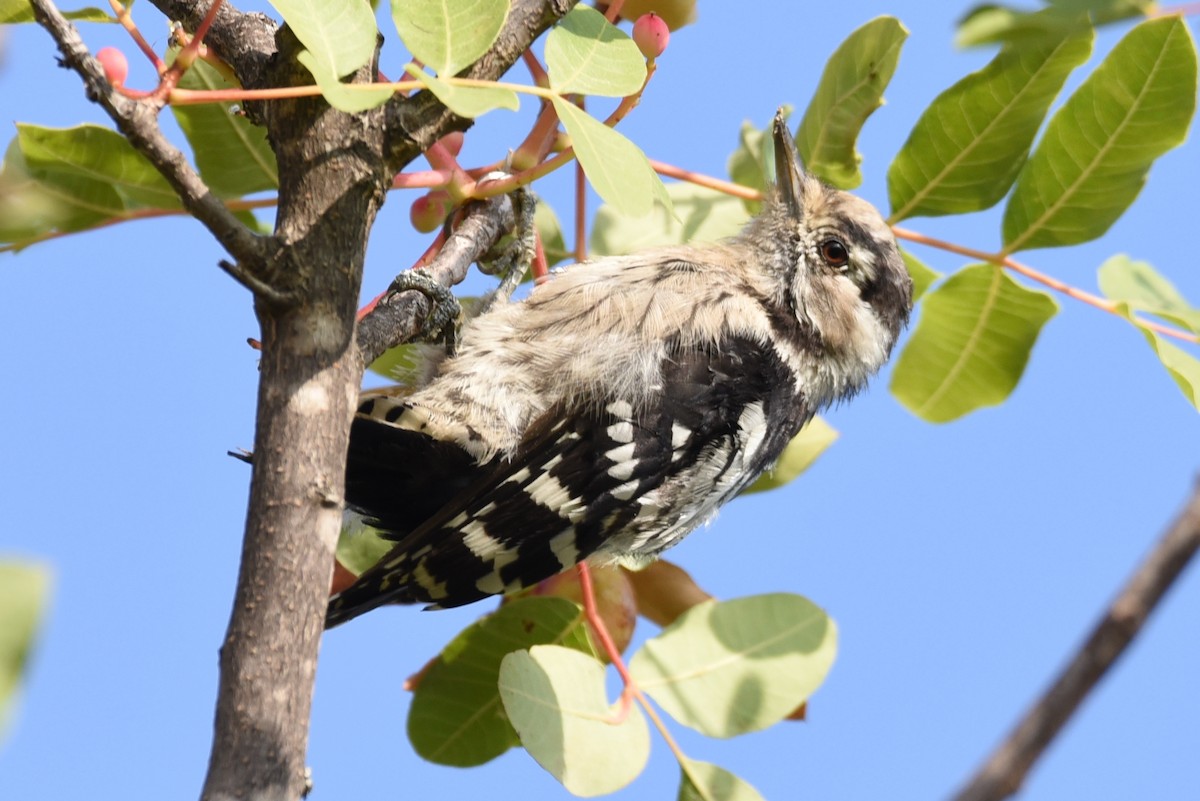 Lesser Spotted Woodpecker - Javier Martín