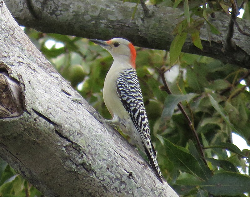 Red-bellied Woodpecker - Karen Lebing