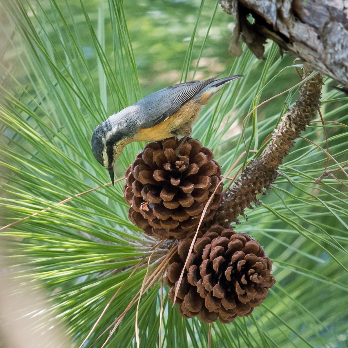 Red-breasted Nuthatch - Melissa James