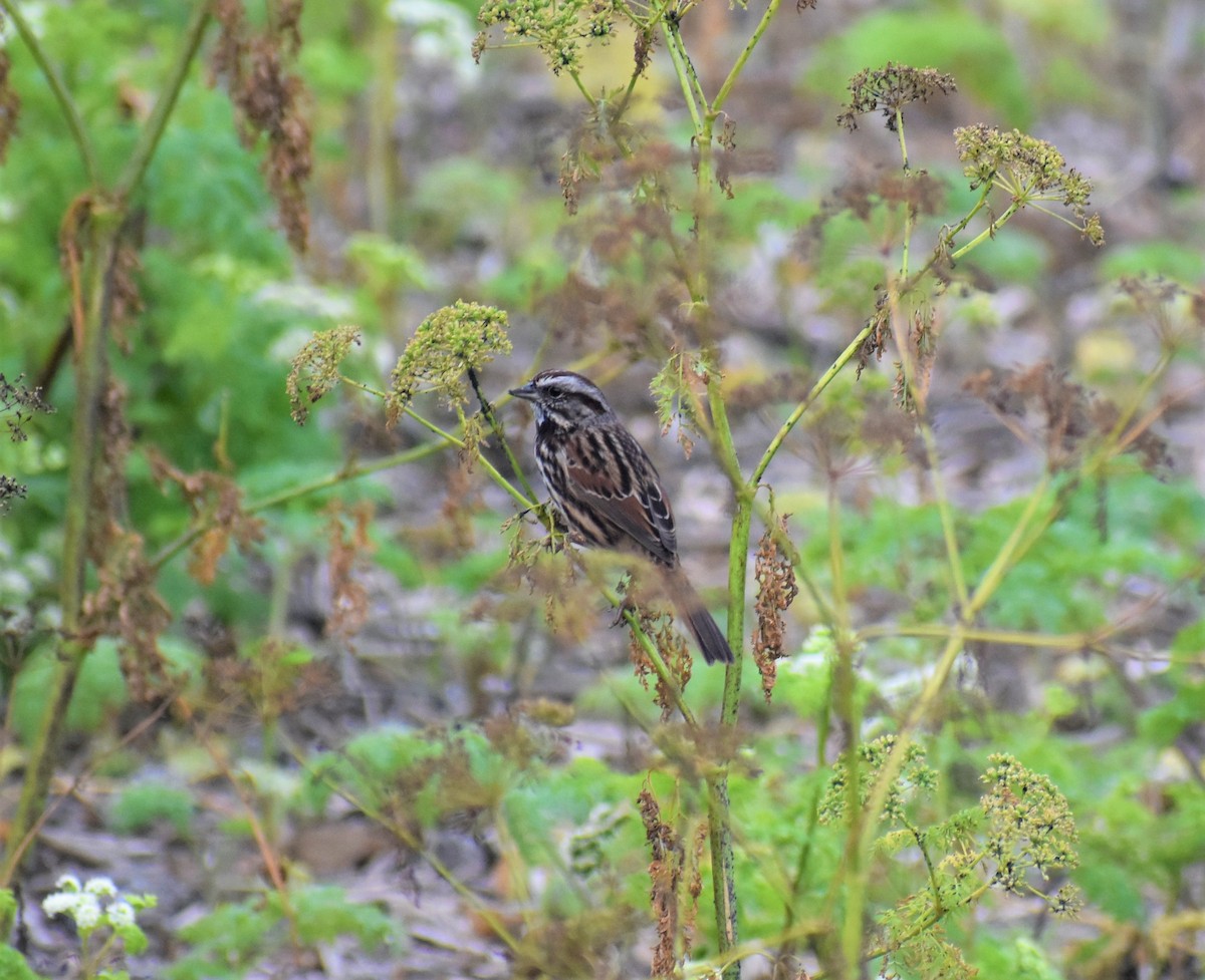 Song Sparrow - Cody Russell