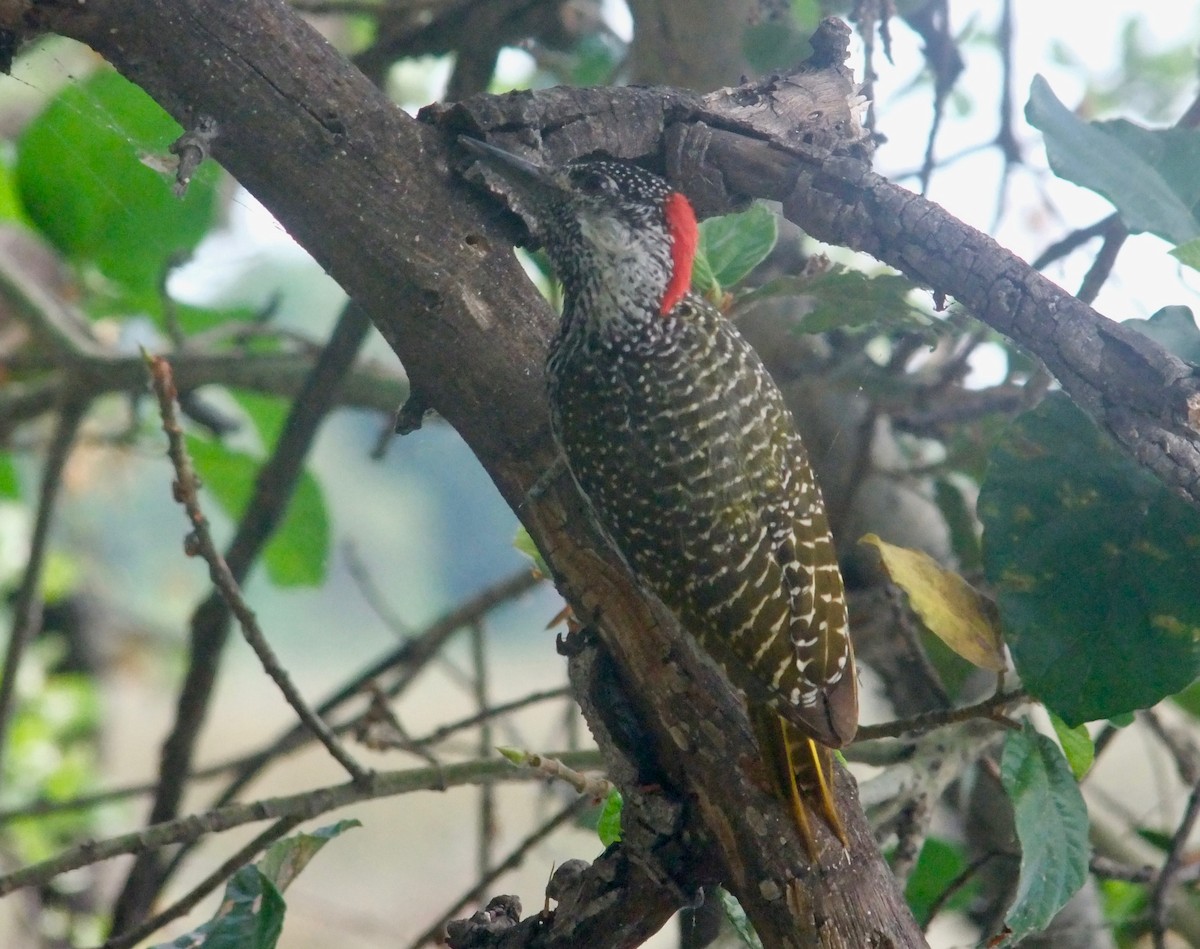 Golden-tailed Woodpecker - Kevin Shackleton