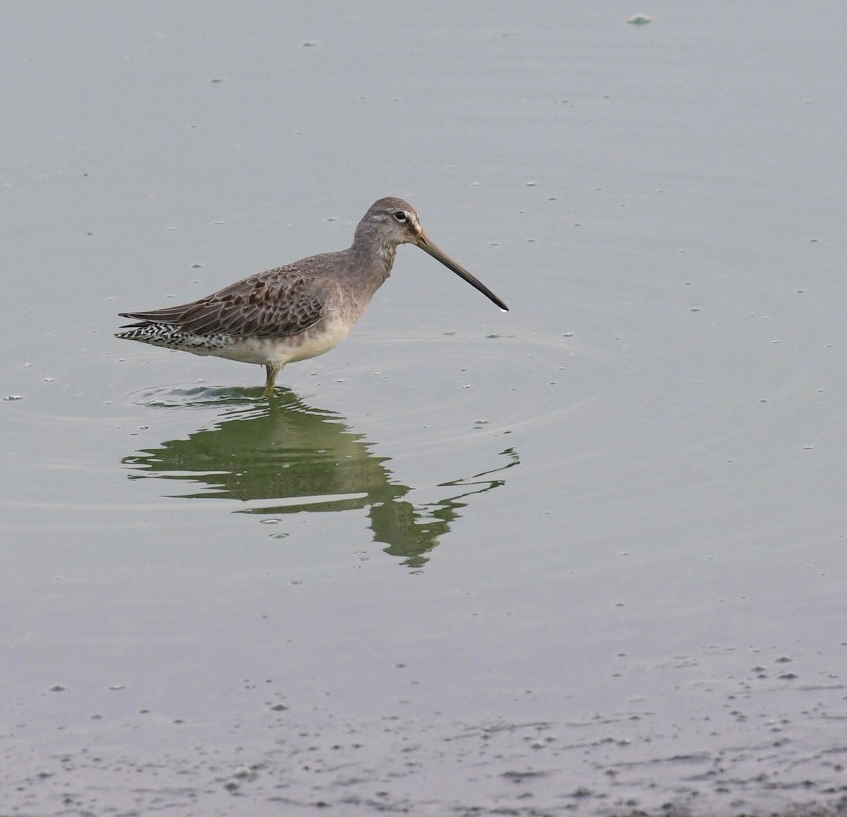 Long-billed Dowitcher - ML118869791