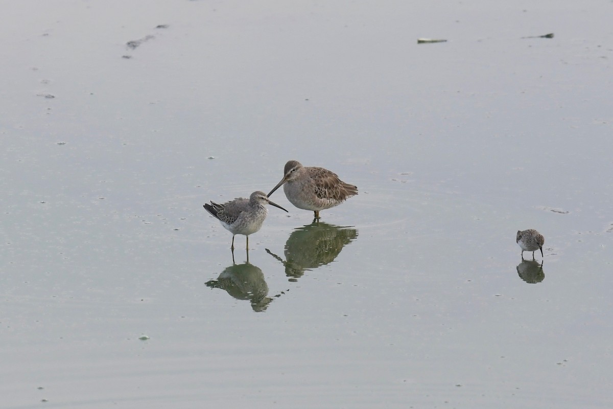 Long-billed Dowitcher - ML118869821