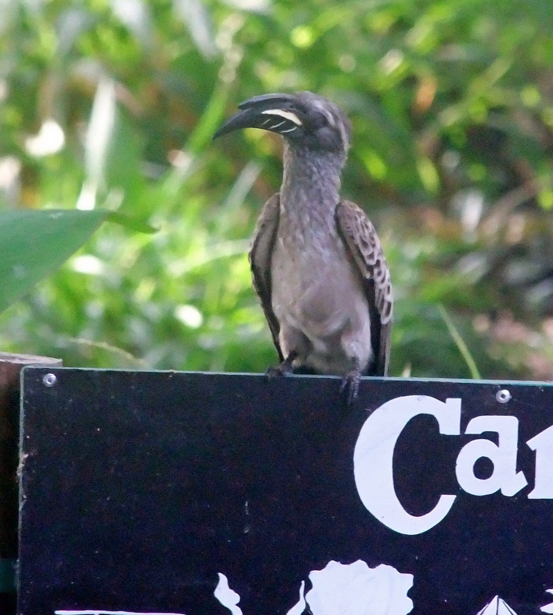 African Gray Hornbill - Kevin Shackleton