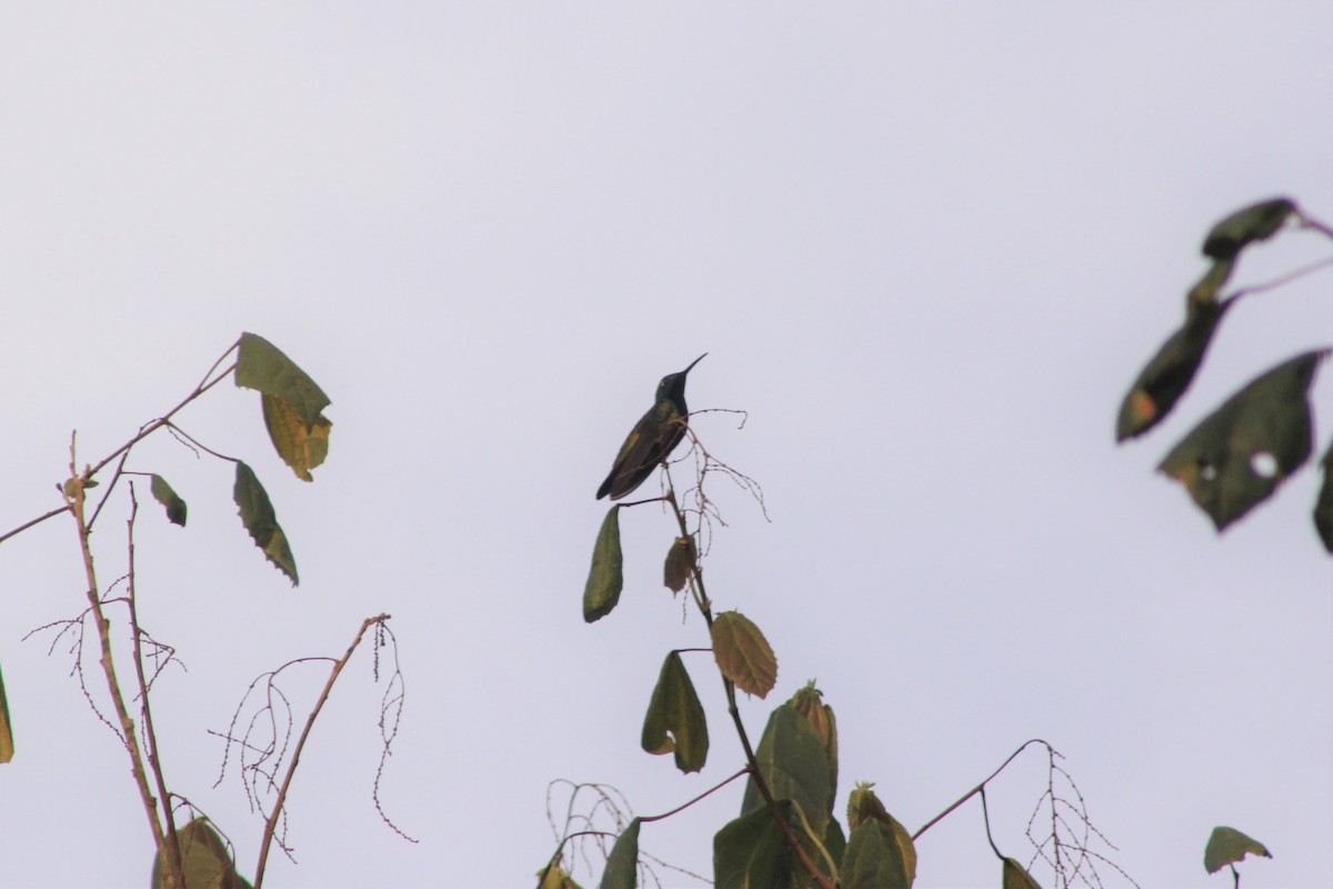 kolibřík tropický - ML118871841