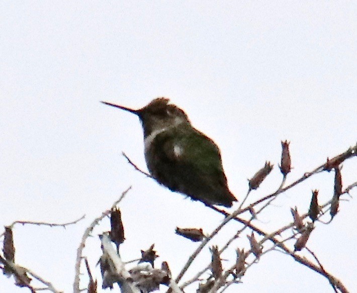 Anna's Hummingbird - ML118873321
