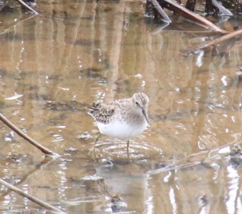 Least Sandpiper - Millie and Peter Thomas
