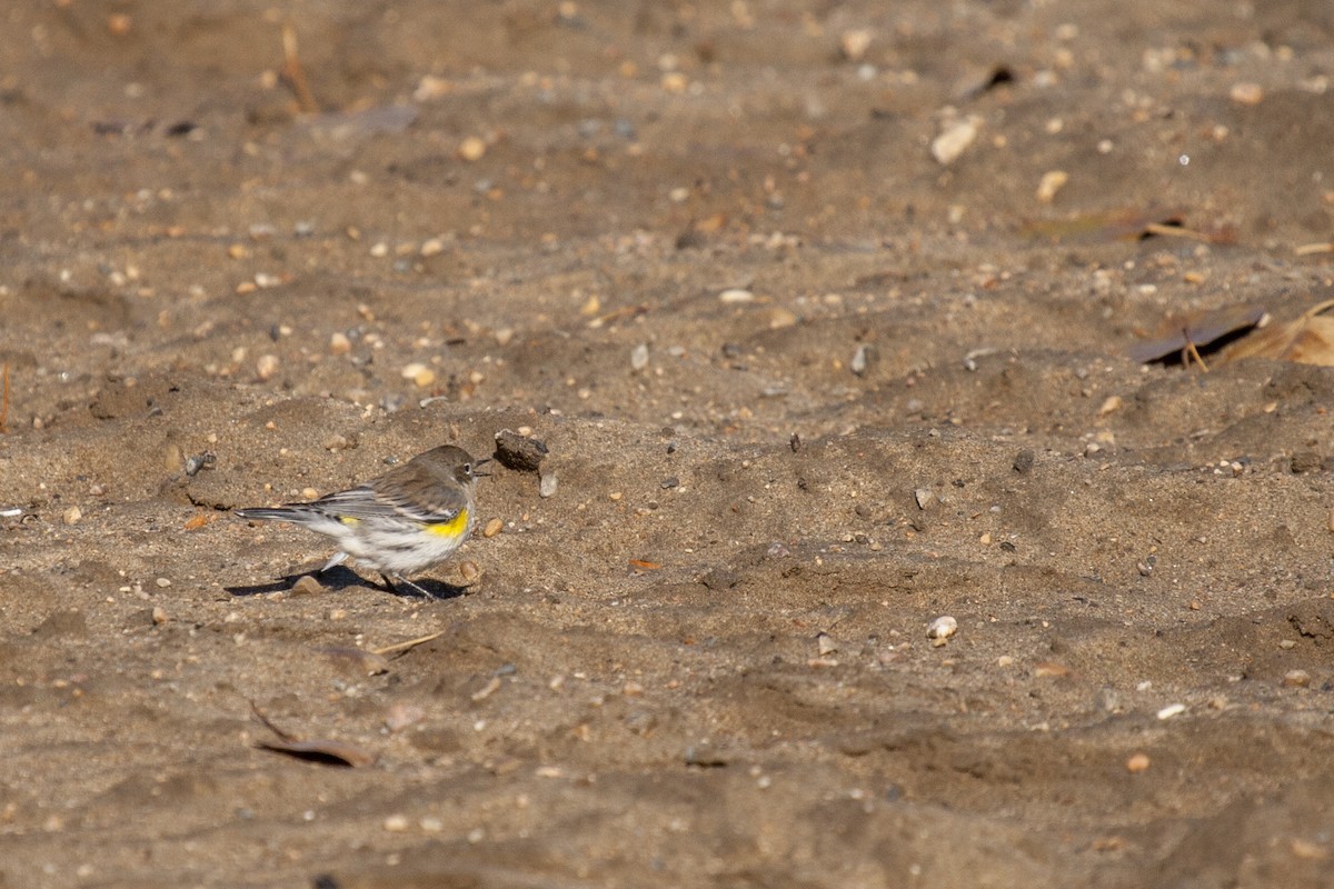 Yellow-rumped Warbler - Janet Hill