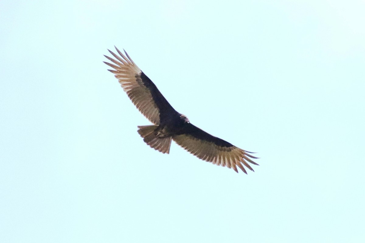Turkey Vulture - ML118878671
