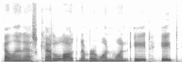 tyranovec vrbový (ssp. extimus) - ML118880