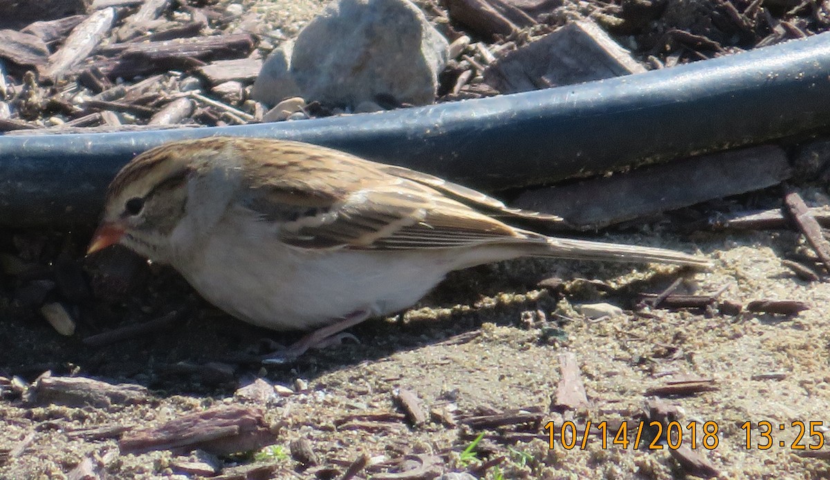 Chipping Sparrow - Mark Holmgren