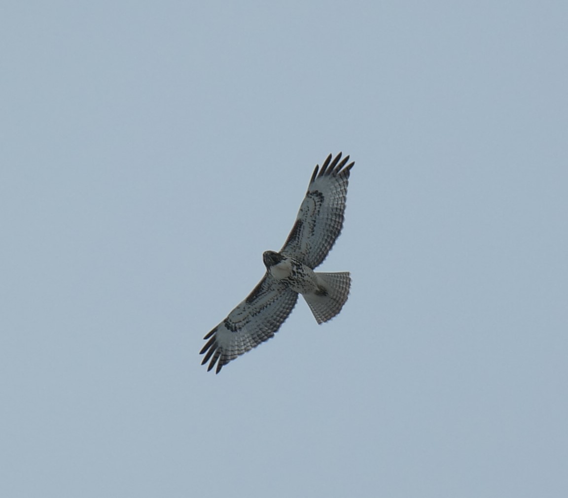 Red-tailed Hawk - ML118885941