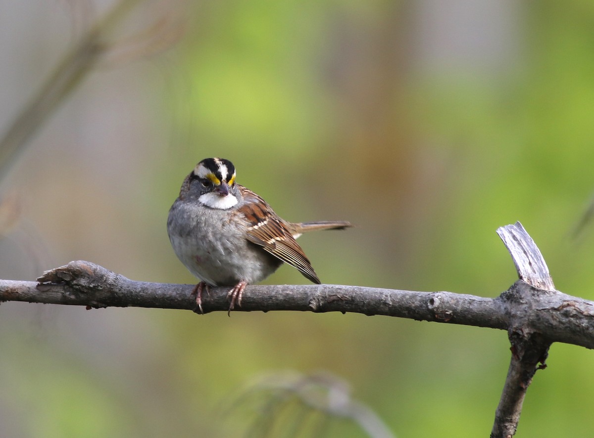 White-throated Sparrow - ML118887251