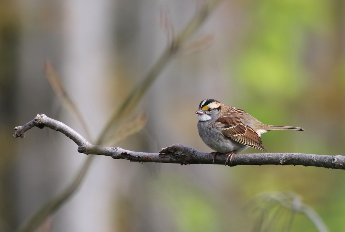 White-throated Sparrow - ML118887261