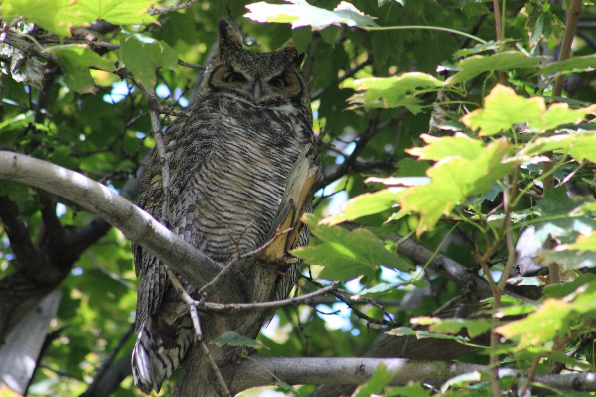 Great Horned Owl - Wesley Long