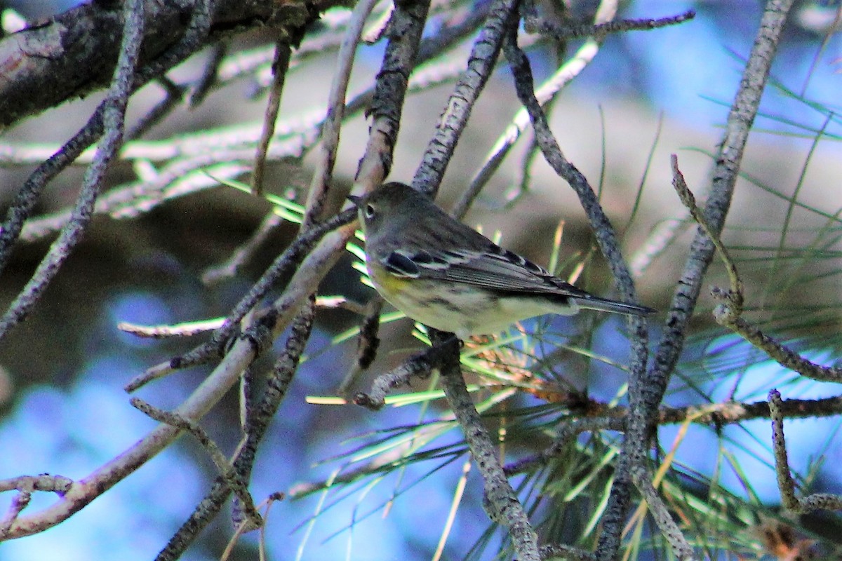 Yellow-rumped Warbler (Audubon's) - Wesley Long