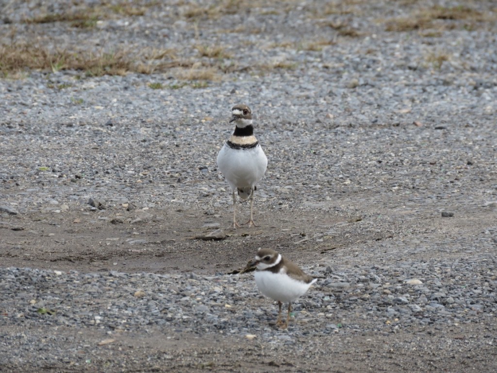 Semipalmated Plover - ML118890571