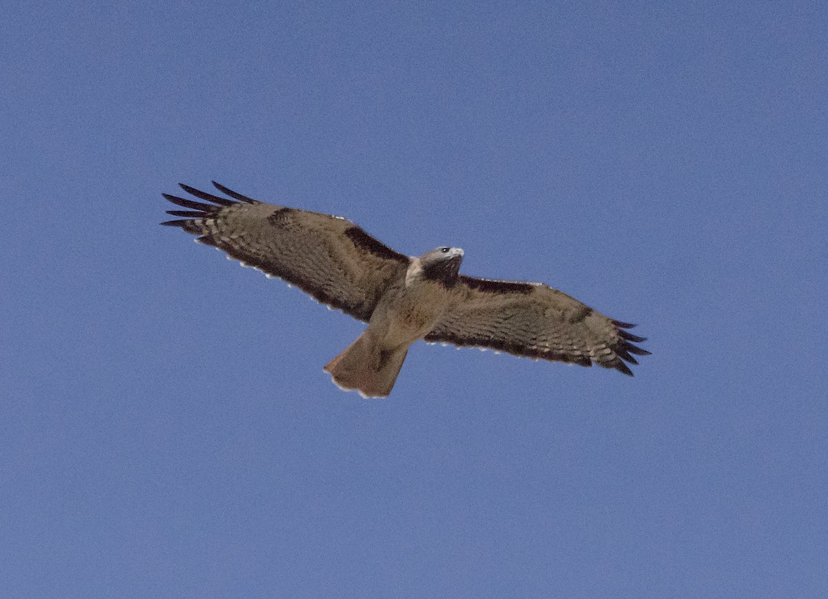 Red-tailed Hawk - ML118892091