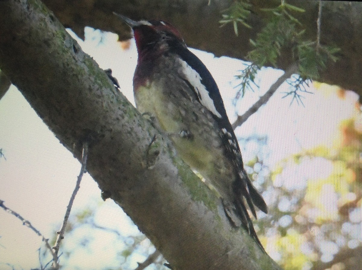 Red-naped x Red-breasted Sapsucker (hybrid) - ML118893371