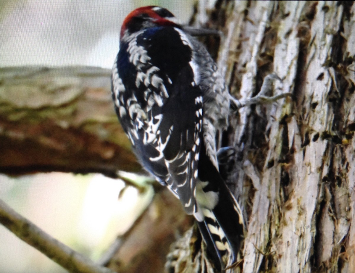 Red-naped x Red-breasted Sapsucker (hybrid) - ML118893991