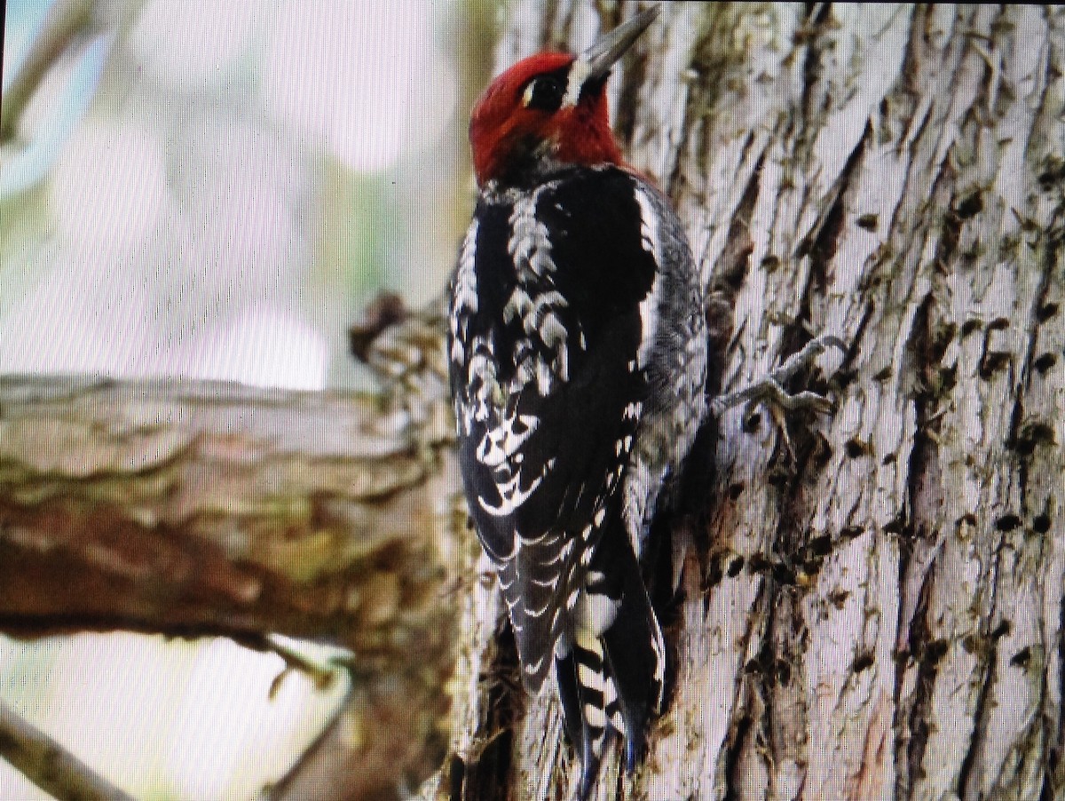 Red-naped x Red-breasted Sapsucker (hybrid) - Tom Huston