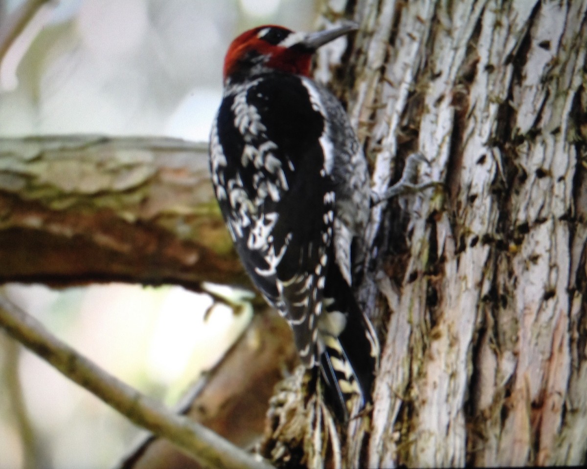 Red-naped x Red-breasted Sapsucker (hybrid) - ML118894101