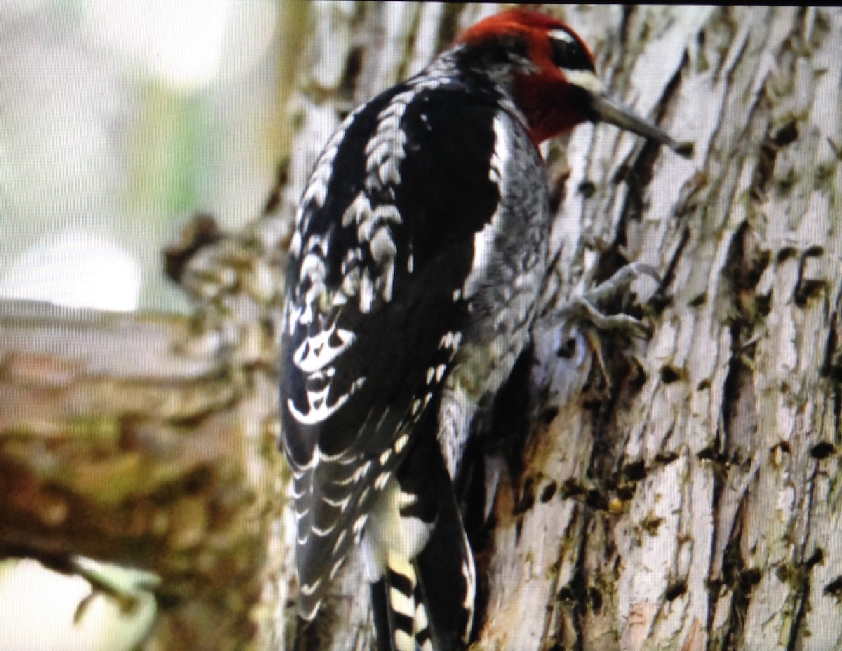 Red-naped x Red-breasted Sapsucker (hybrid) - ML118894321