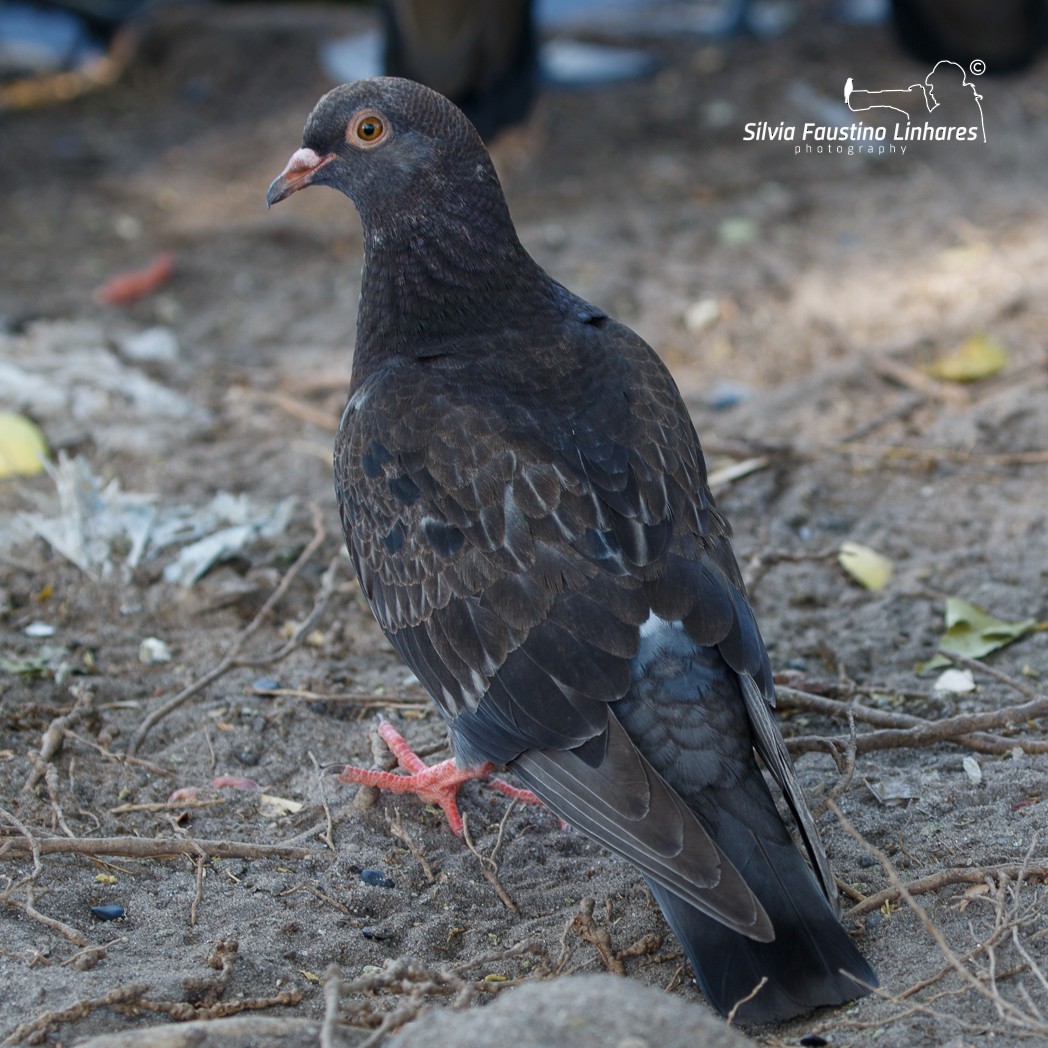 Rock Pigeon (Feral Pigeon) - Silvia Faustino Linhares