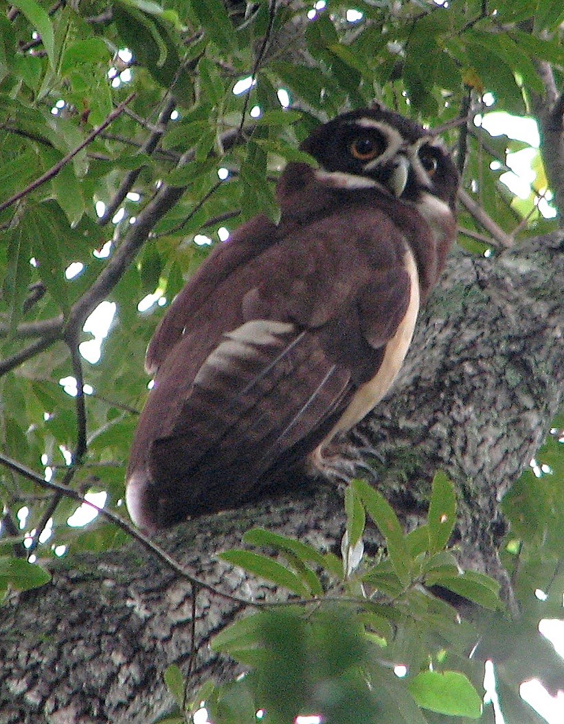Spectacled Owl - ML118896831