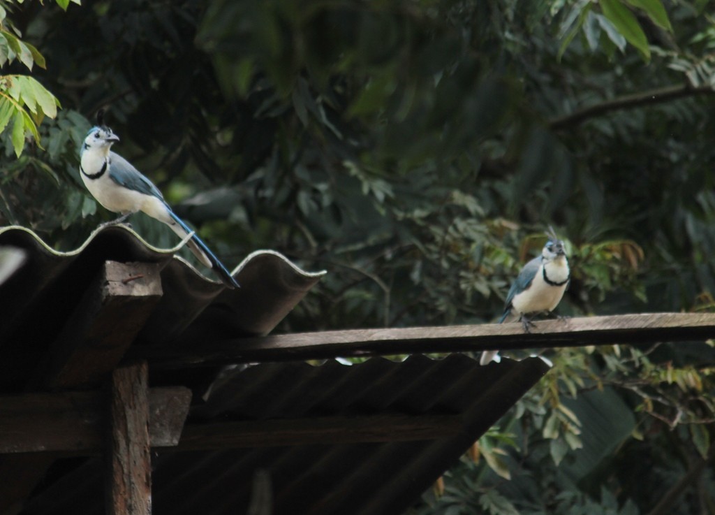 White-throated Magpie-Jay - Daniel Germer